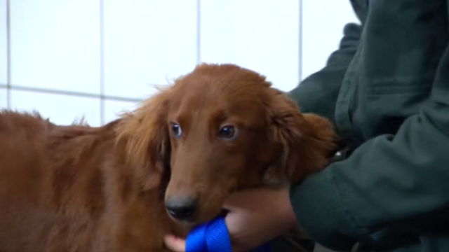 dog inside golden valley animal shelter 