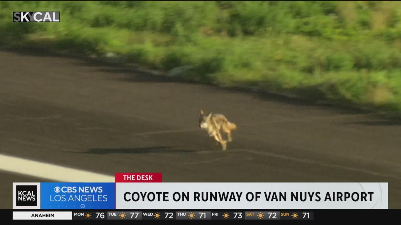 WATCH: Coyote on runway at Van Nuys Airport