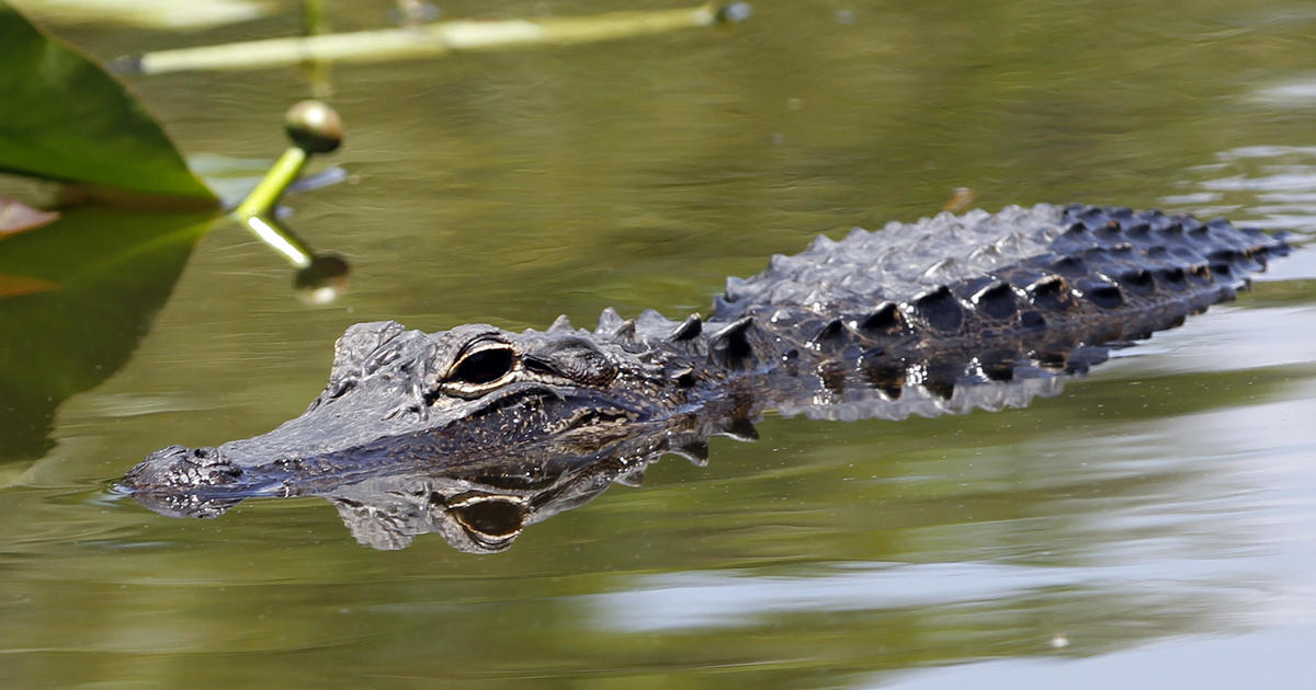 Australian male survives crocodile attack by biting back