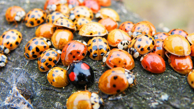 Close-up of ladybug on rock,Belgrade,Serbia 
