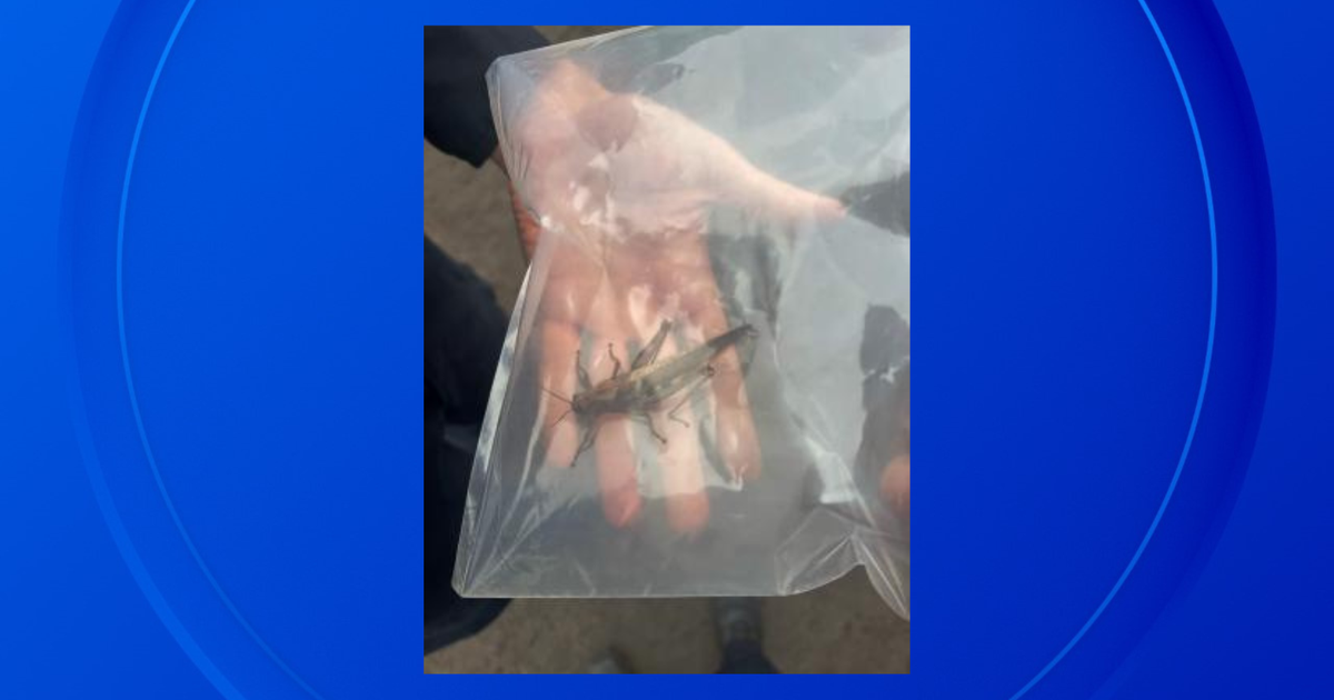 Invasive locust intercepted by border agents at Detroit port - CBS Detroit