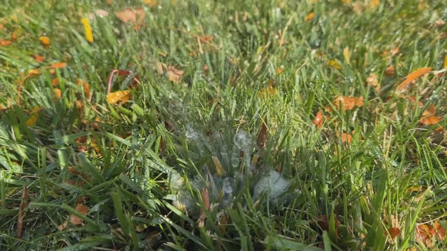 sprinkler.jpg 