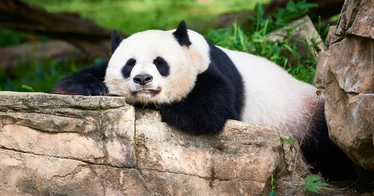 China to send 2 pandas to San Diego Zoo and in talks with other U.S. zoos