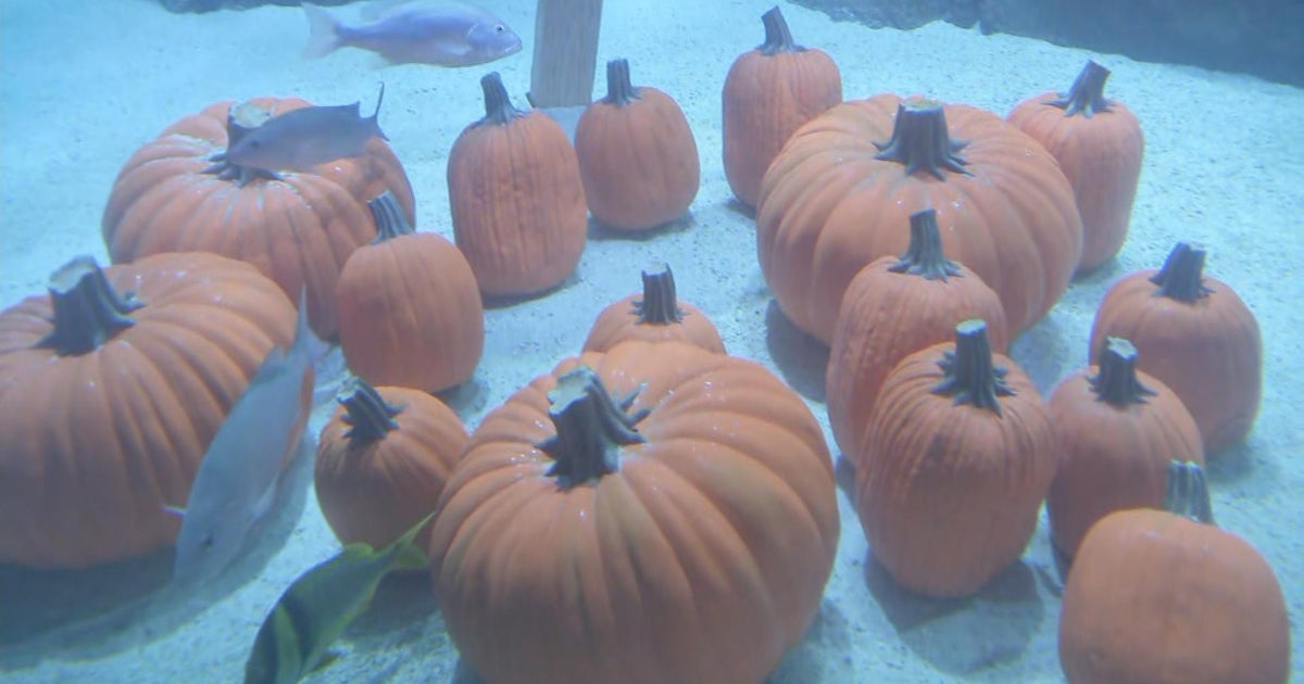 Adventure Aquarium in New Jersey swimming into Halloween spirit