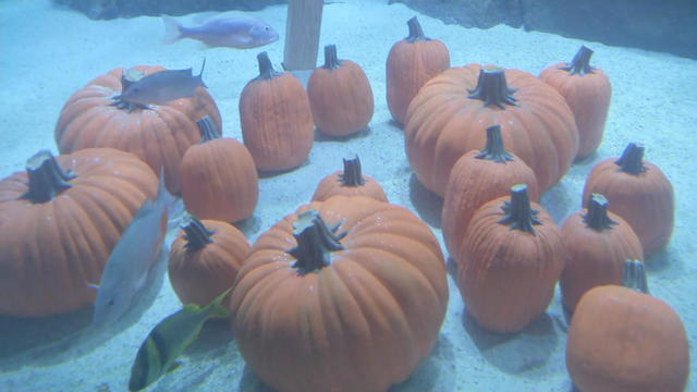 aquarium-pumpkin-patch.jpg 