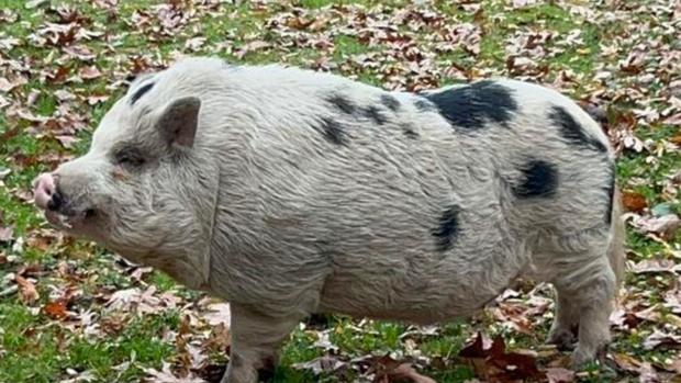 kevin-bacon-the-pig-missing-from-gettysburg-pennsylvania.jpg 