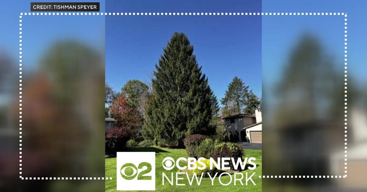 Rockefeller Center Christmas tree to come from Vestal, N.Y. CBS New York