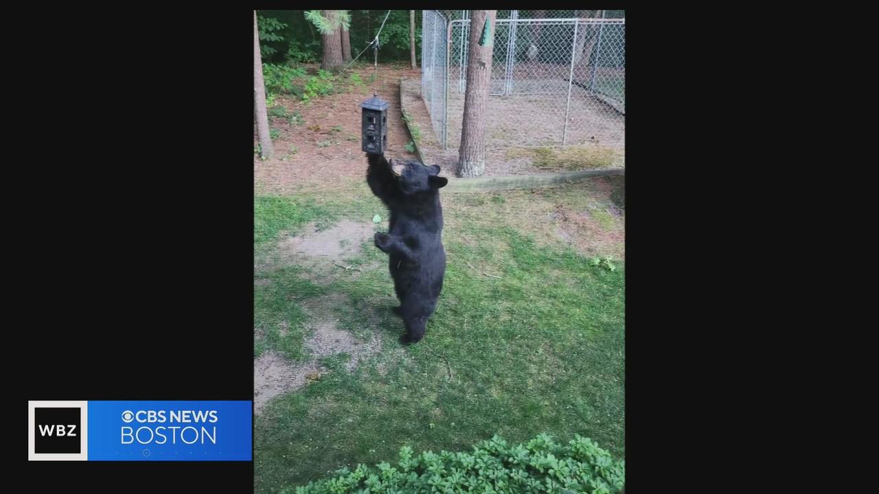 Black bears are emerging from dens in Massachusetts: Protect your pets -  CBS Boston