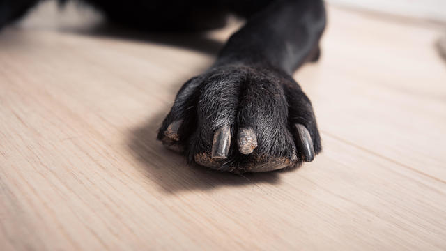 Dogs Paw 