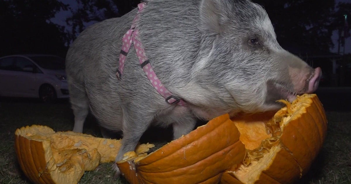 Don't trash your Halloween pumpkins! Farm animal feasts, composts are better for environment - Vimarsana News