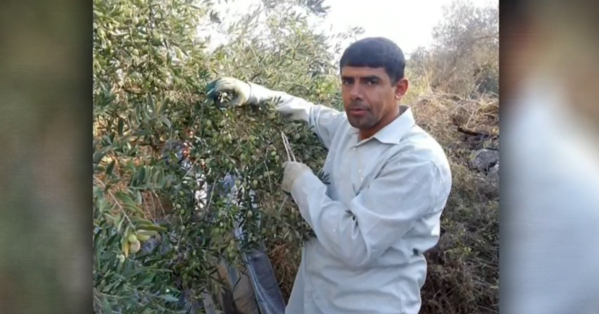 Рамала — Билал Салех събираше маслини със семейството си на