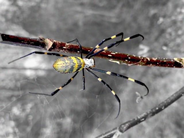 Joro spiders are an invasive species known for parachuting through