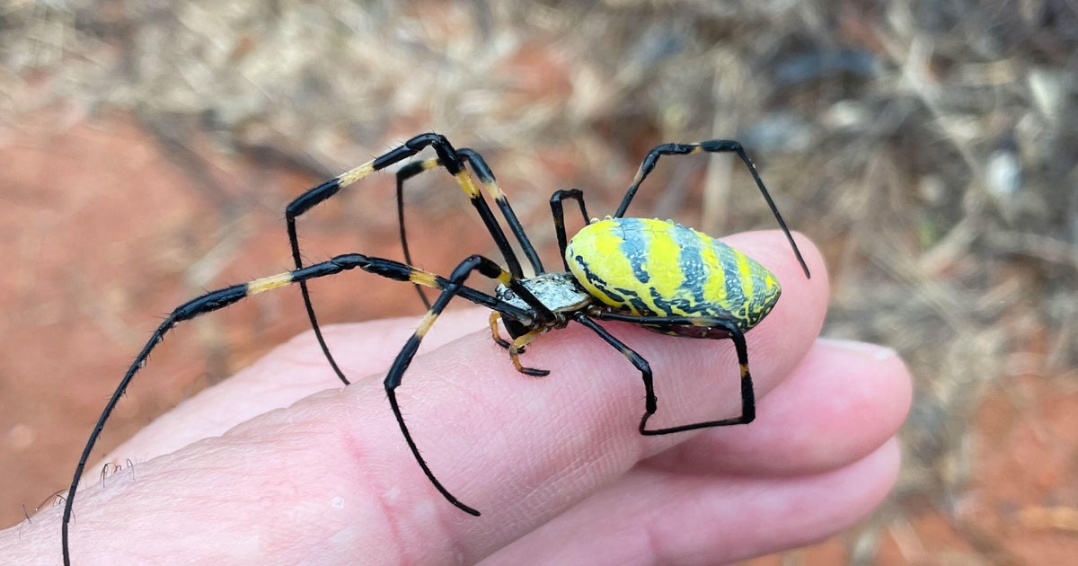 Giant venomous flying spiders with 4inch legs heading to New York area
