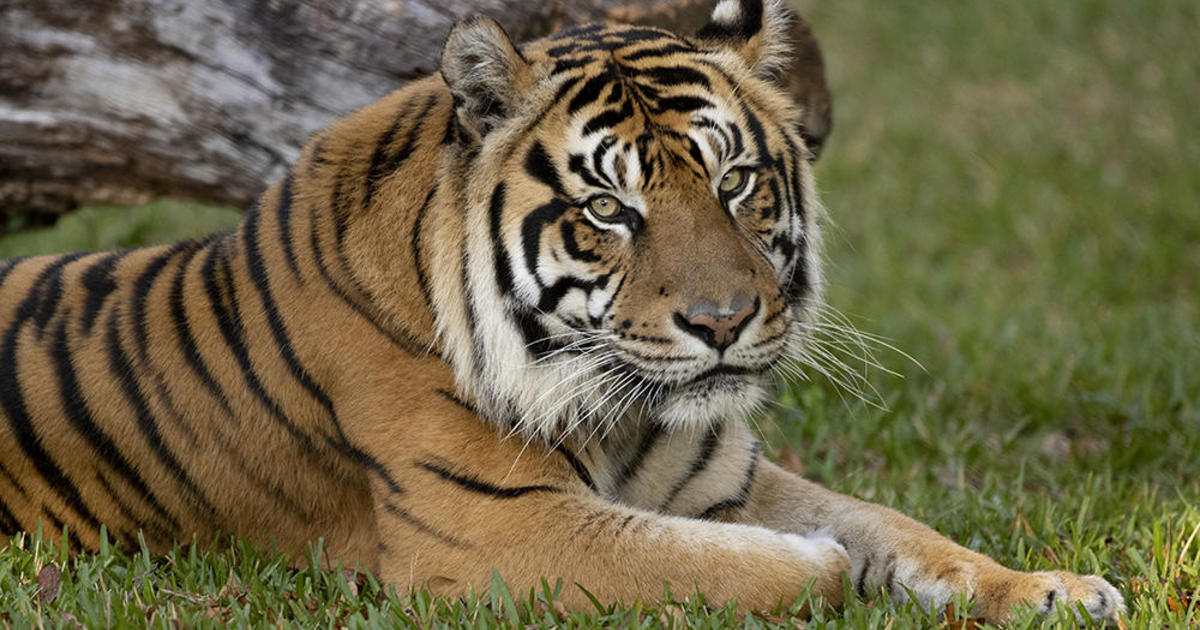 Berani, Zoo Miami’s Sumatran tiger, dies just after battling spleen most cancers: ‘magnificent cat’