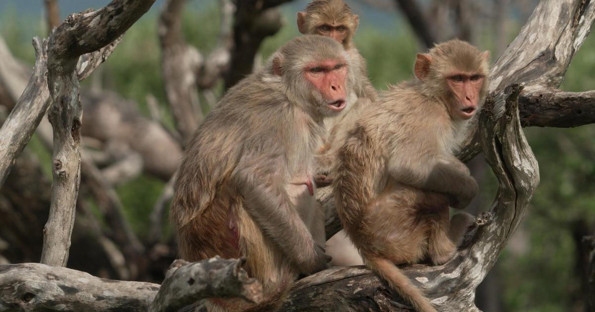 On Monkey Island, scientists have rare access to more than 6 decades of  biological, behavioral data - CBS News