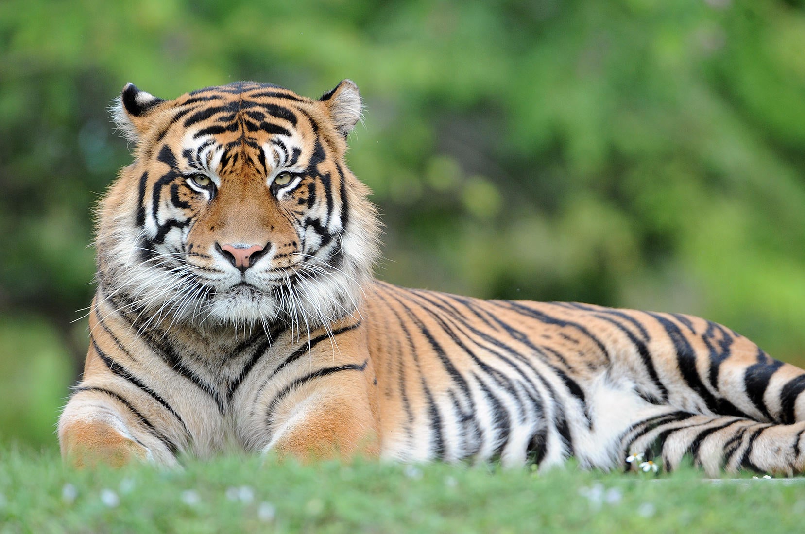 Man attacked by tiger in England after entering enclosure at wildlife park