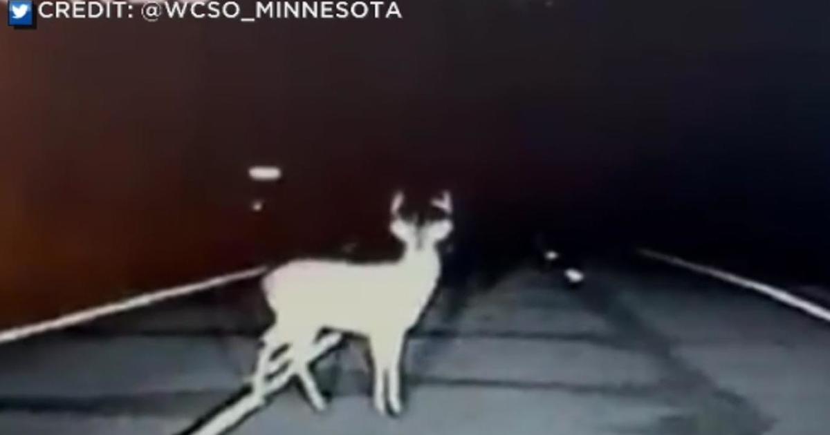 Don’t veer during peak deer, moose season