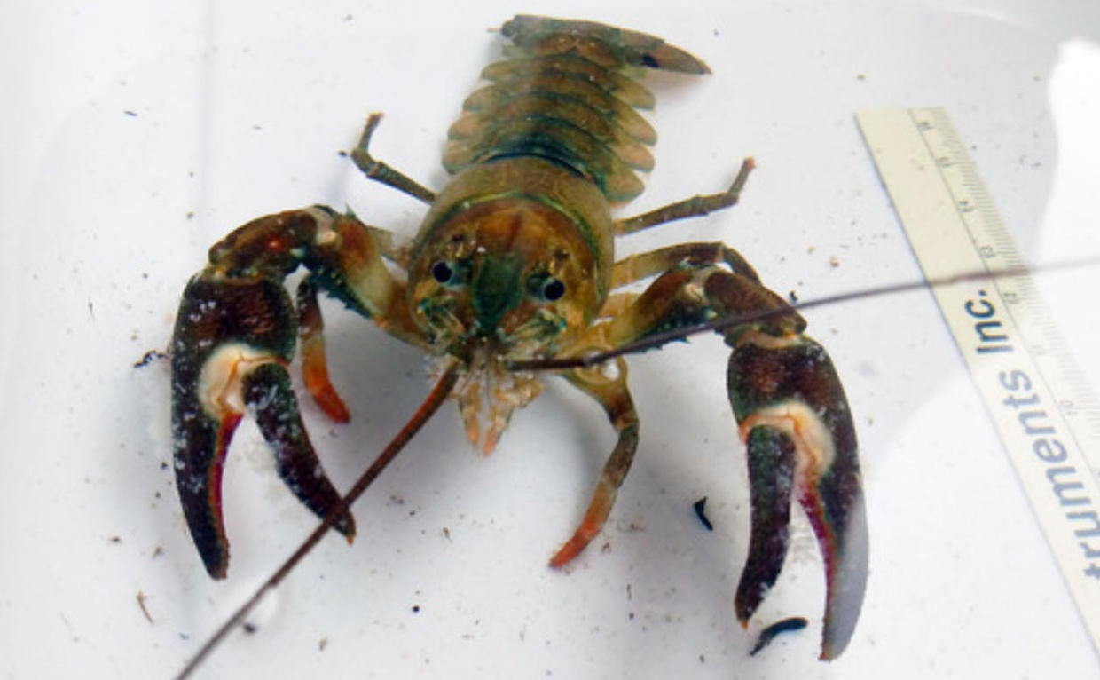 Invasive signal crayfish discovered for first time in Minnesota waters ...