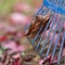 Why it may be better to skip raking your leaves