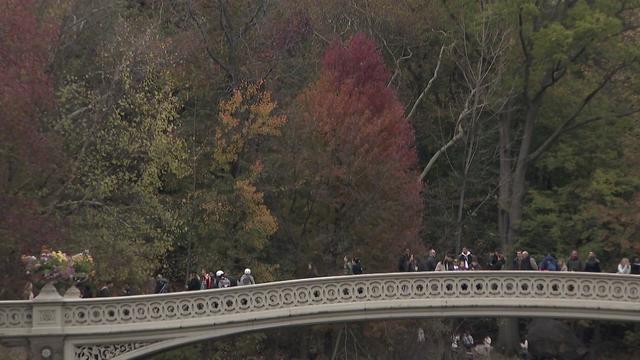 Trees with changing leaves in Central Park. 