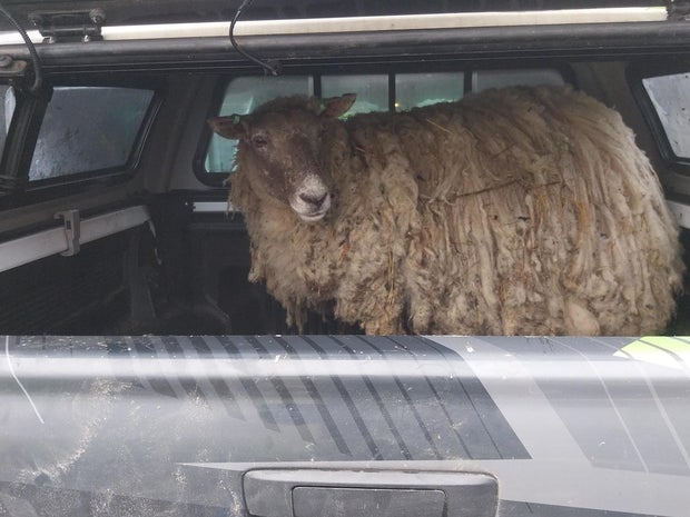 Britain's loneliest sheep rescued by group of farmers after being stuck on foot of cliff for at least 2 years<br>
