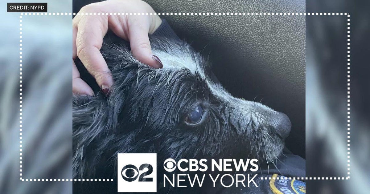 NYPD officers rescue blind dog from drowning in Baisley Pond Park - CBS ...