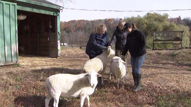 Three women pet three sheep at an animal sanctuary. 