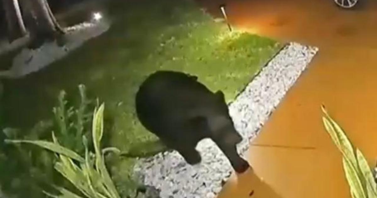 A bear stole a Taco Bell delivery order from a Florida family’s porch — and “then he came again for the soda”