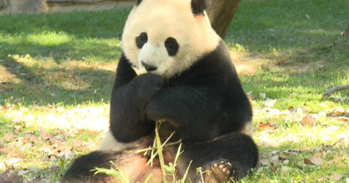 China may send more pandas to the U.S. : NPR