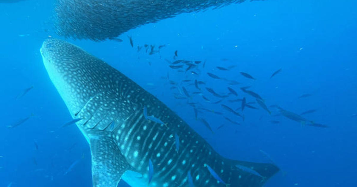 Female whale sharks are officially the biggest fish in the sea - CNET