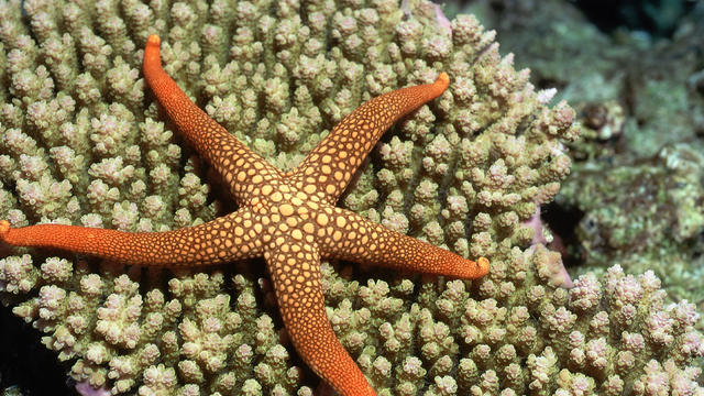 Sea Star in the Solomon Islands 