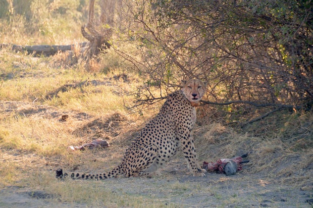 Cheetah Hunt Climate