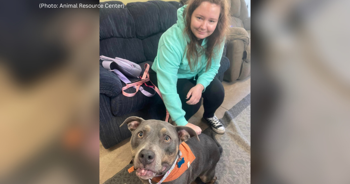 Dog adopted from Pennsylvania shelter after 7 years - CBS Pittsburgh