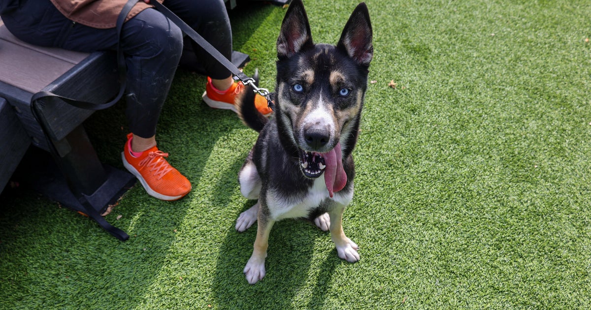 PAWS Chicago Pet of the Week: Clifton