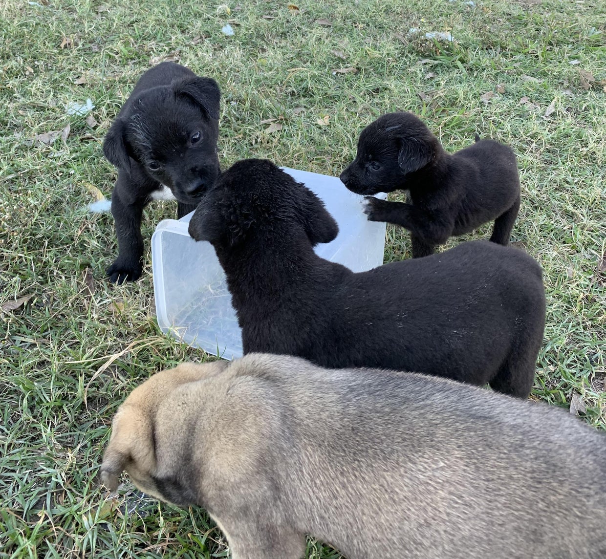 Chicago area rescue saves two dozen puppies from Texas ranch - CBS Chicago