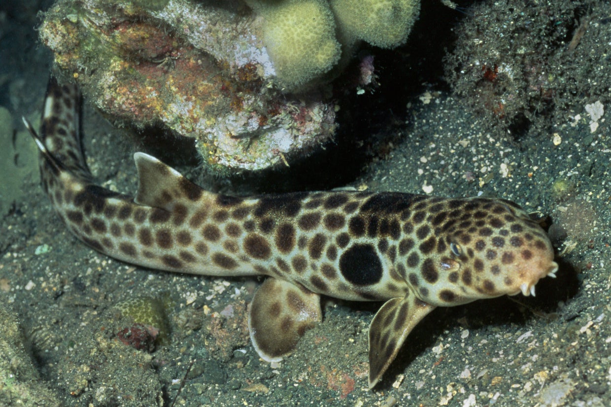 Baby shark born to single mother – without a father – after apparent ...