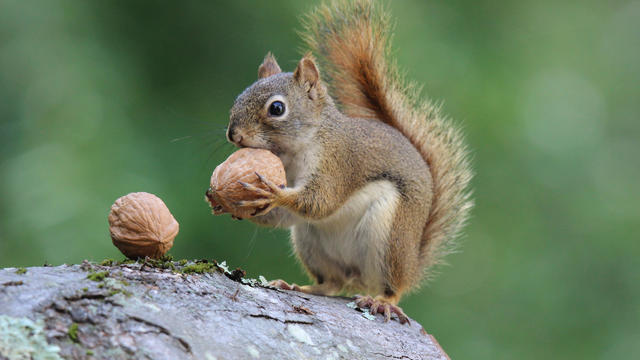 Squirrel holds a Nut 