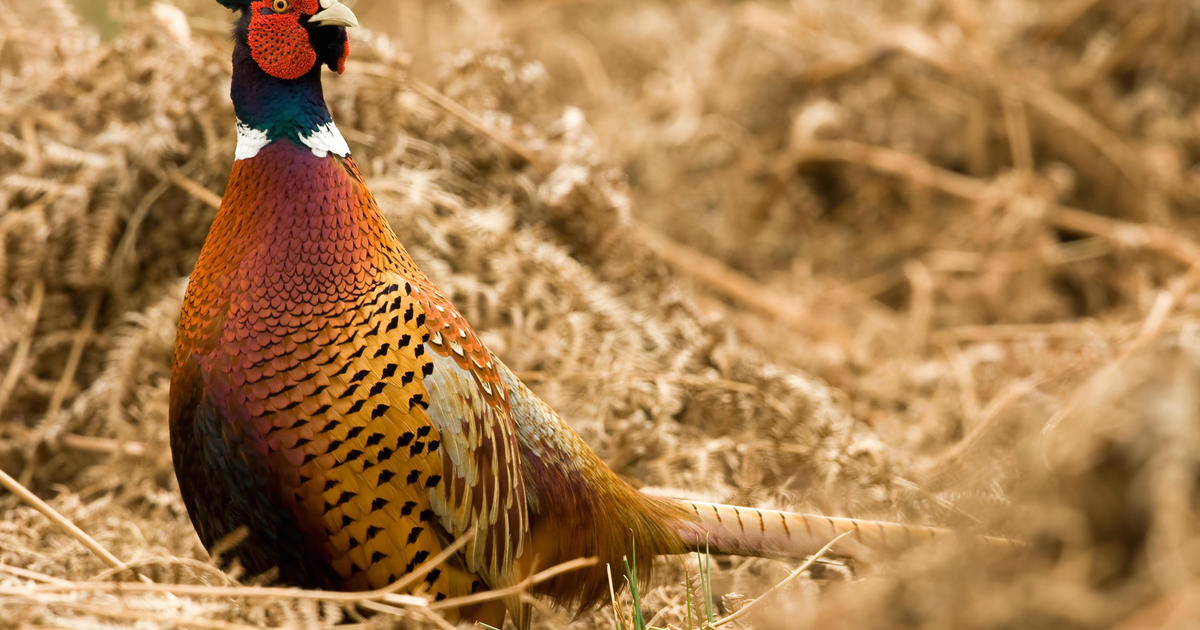 Pheasant numbers up 101% in southwestern Minnesota this hunting season