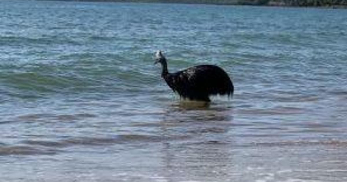 “El ave más peligrosa del mundo” emerge del océano y asombra a los espectadores