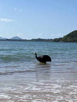 World's most dangerous bird emerges from ocean, stunning onlookers