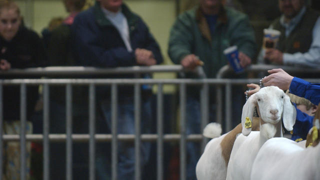 Lauren A. LittleJanuary 8, 2006Farm ShowCody M. Nave, 13, of Bedford, Bedford County, holds his goat, Kenny, for inspection Sunday at the Pennsylvania Farm Show as onlookers wait for a decision in the Overall Grand Champion Goat compet 