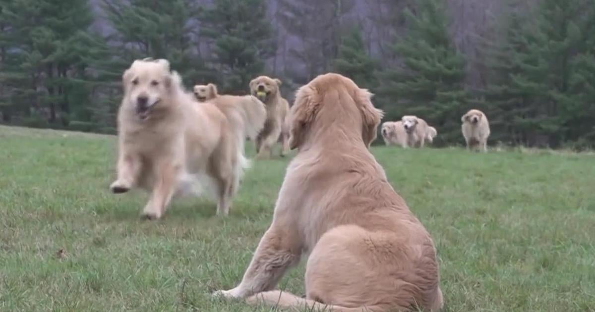 Golden Retriever experience at Vermont farm goes viral - CBS Boston