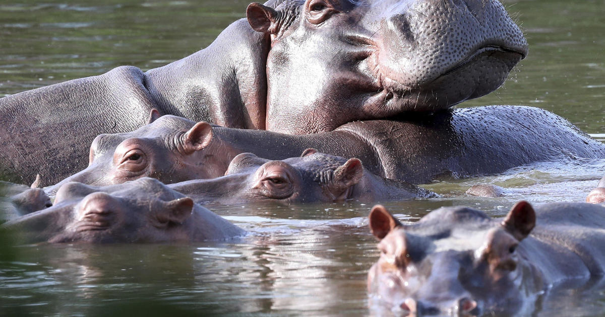 Колумбия във вторник започна стерилизацията на хипопотами потомци на животни