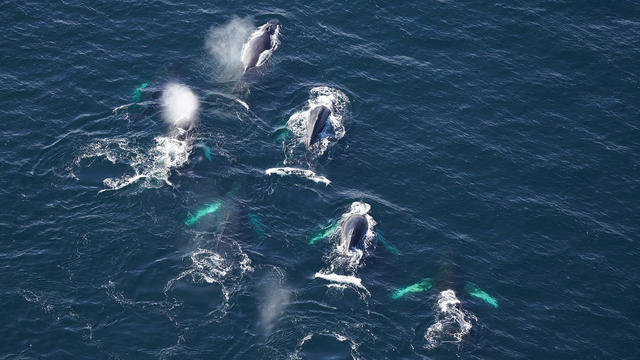 humpback-whales-maine.jpg 