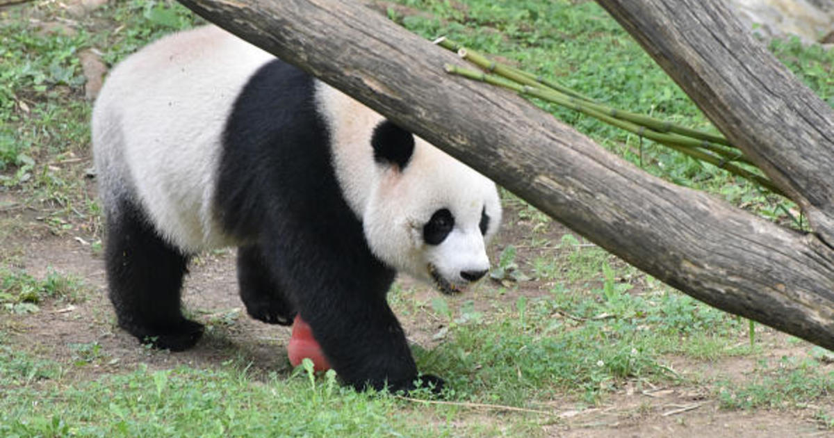 China could send more pandas to the U.S., Chinese President Xi Jinping suggests