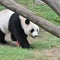 China could send more pandas to the U.S., Xi Jinping suggests