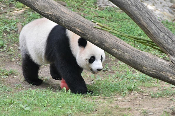 China could send more pandas to the U.S., Chinese President Xi Jinping suggests