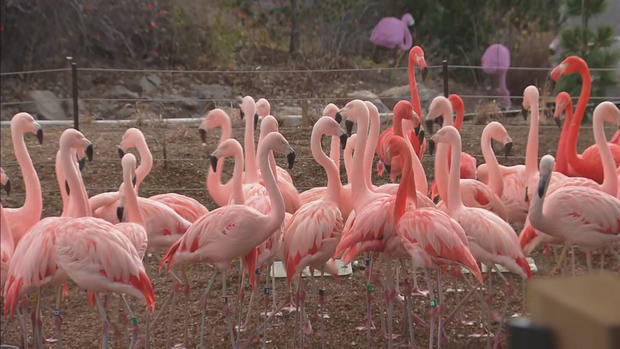 denver-zoo-flamingoes-castro-lu16-frame-95126.jpg 