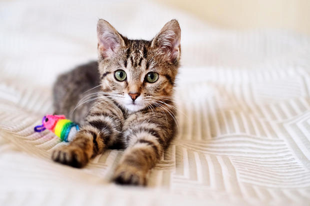 A beautiful smooth-haired tabby kitten lies on the sofa with a toy close-up and looks into the camera 