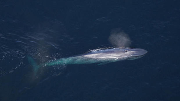 blue-whale-maine.jpg 